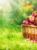 Apples_thumb