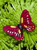 Butterfly_thumb